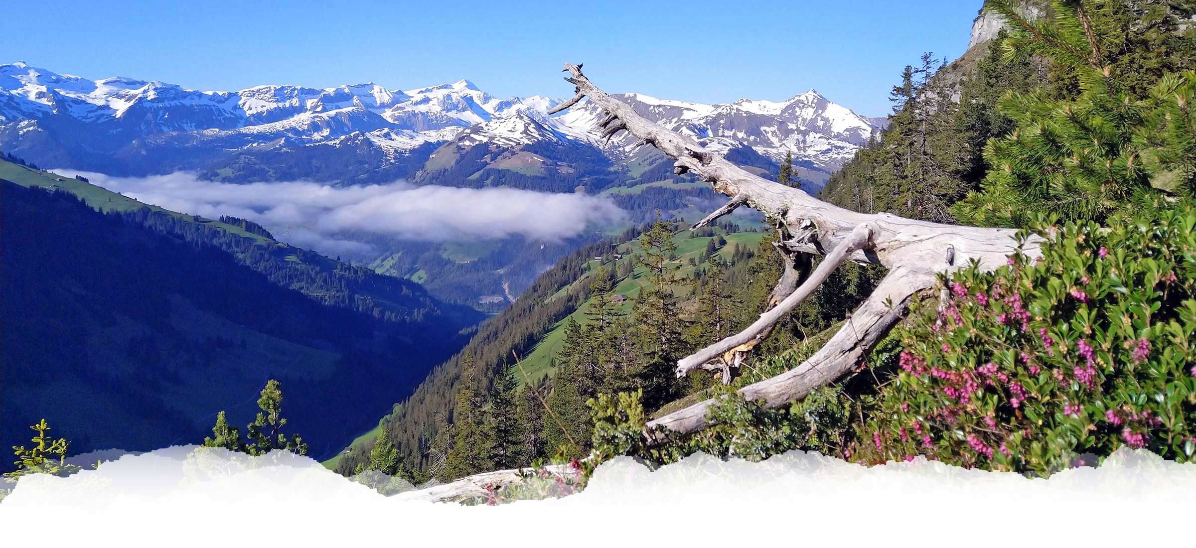 alpnesstrail